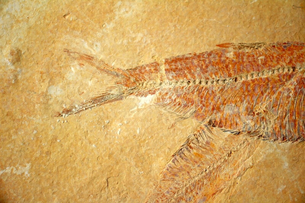 3 Fossil Fish • Complete Knightia eocena • 4.75"