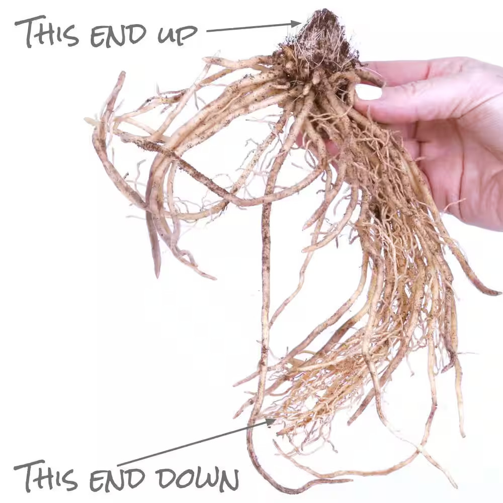 Hostas Premium Blend Roots (6-Set)