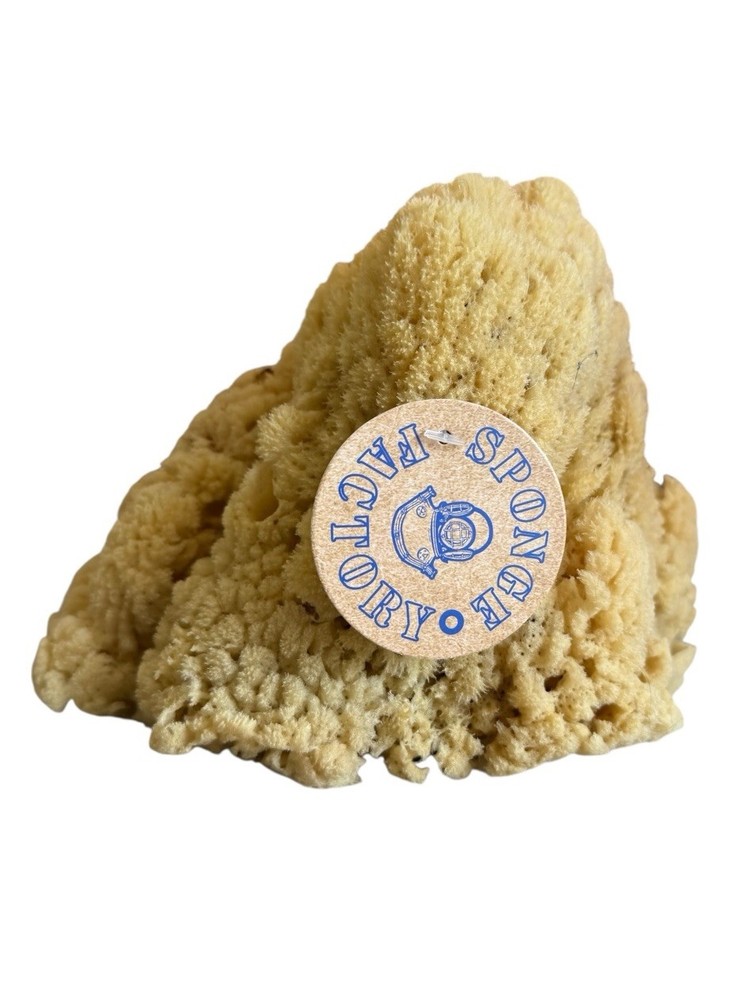 Sea Sponge From Florida Sponge Docks
