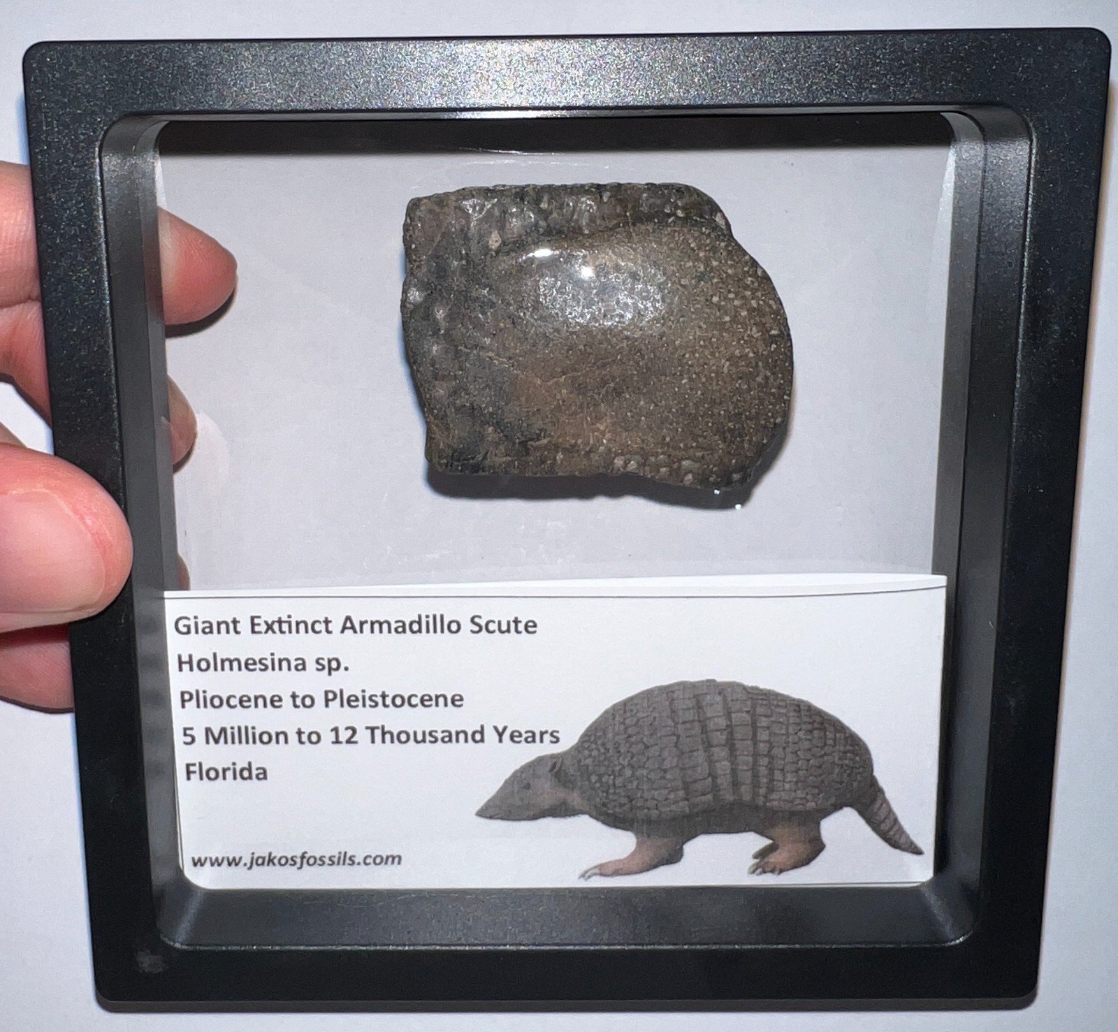 RARE Ice Age Fossil HOLMESINA GIANT ARMADILLO Scute Bone Armor Lot ONE PER ORDER