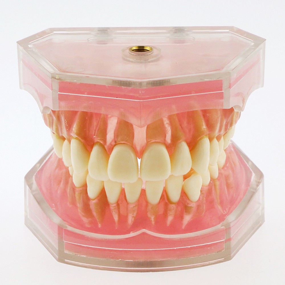 Dental Standard TYPODONT Orthodontic Teeth Model with 28 Removeable Teeth