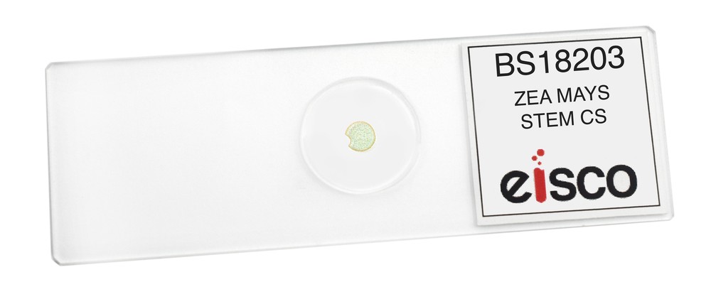 Zea Mays Stem - Prepared Microscope Slide - 75x25mm - Eisco Labs