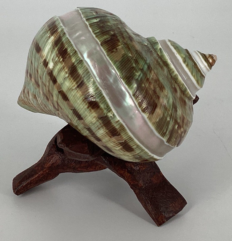 Green Turban Shell From Madagascar