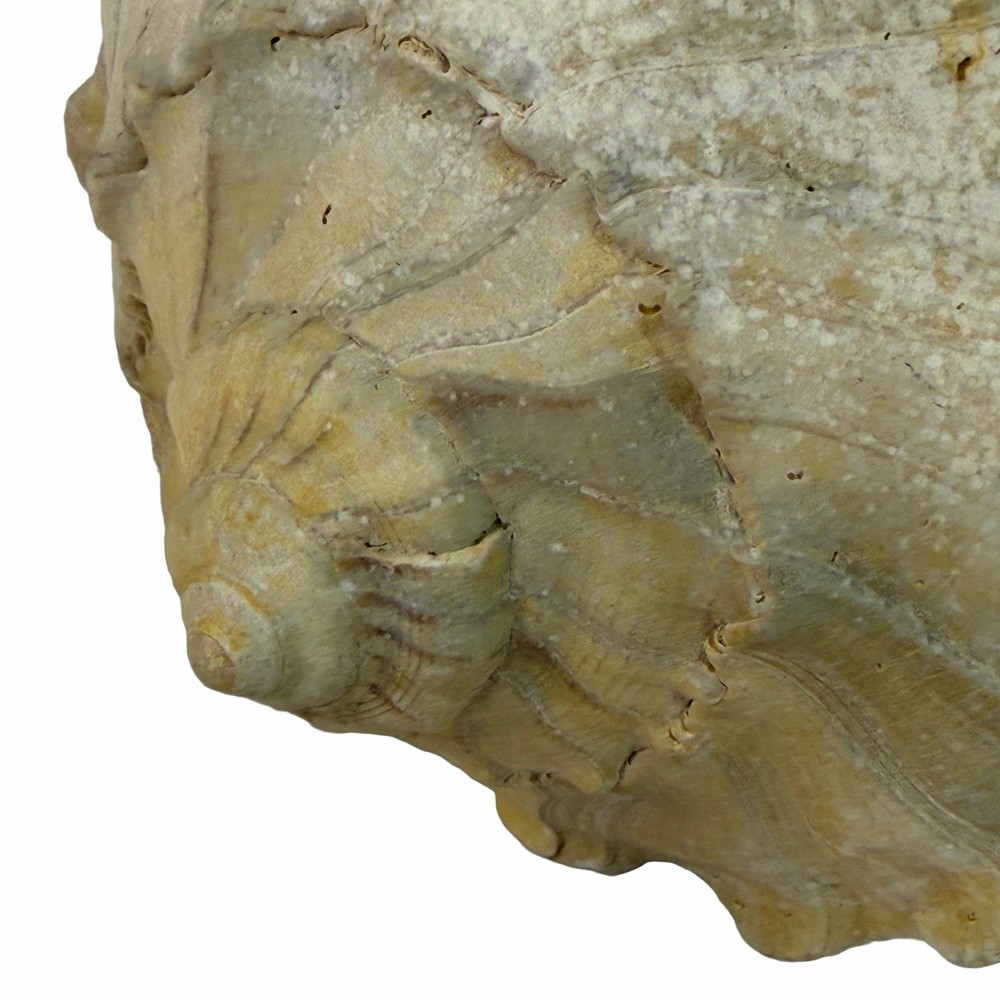 Large 11” Fossil seashell knobby whelk knobbed conch shell