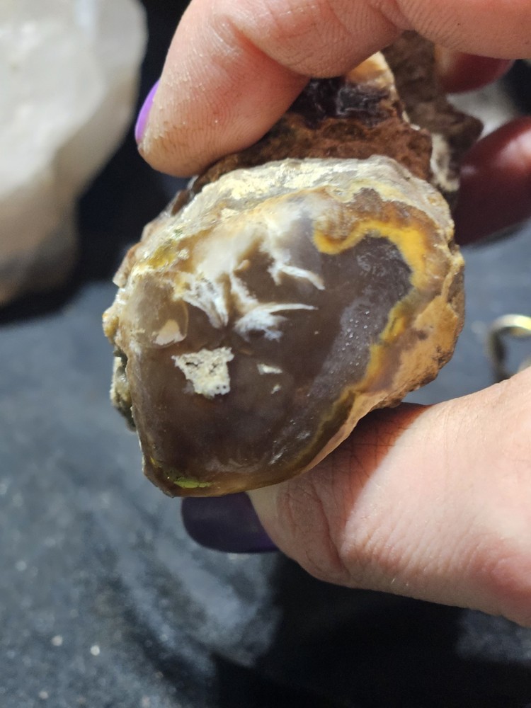 Petrified Wood Limb Specimen (7.8oz)
