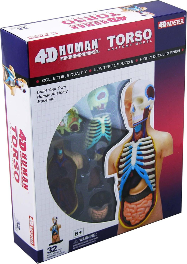 4D Vision Human Anatomy Torso Model