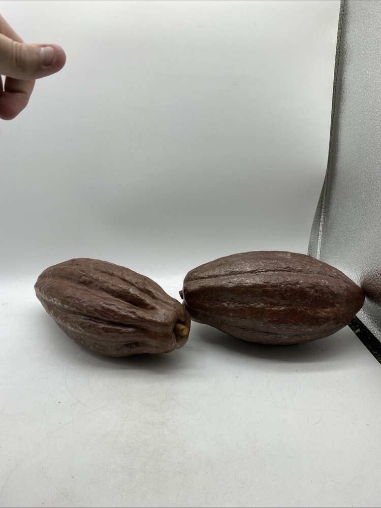 Authentic Cacao Shells From A Senior Hershey Executives Office/Collection 13