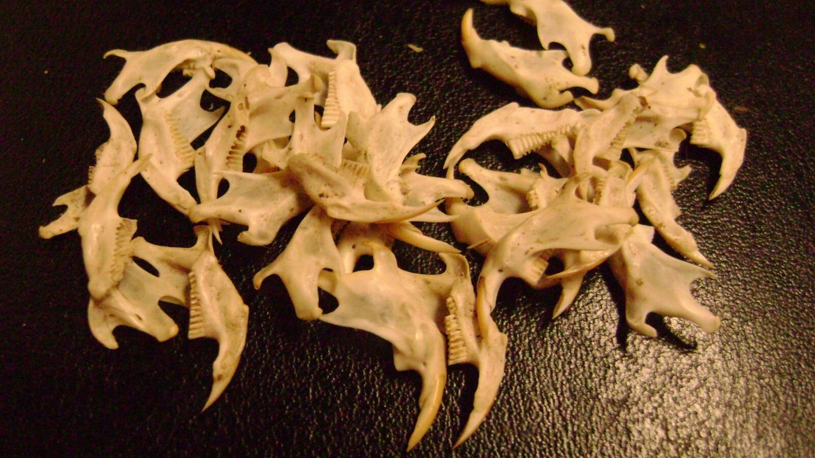 20 REAL MOUSE JAWS tiny animal bones & teeth for JEWELRY earrings TAXIDERMY LOT