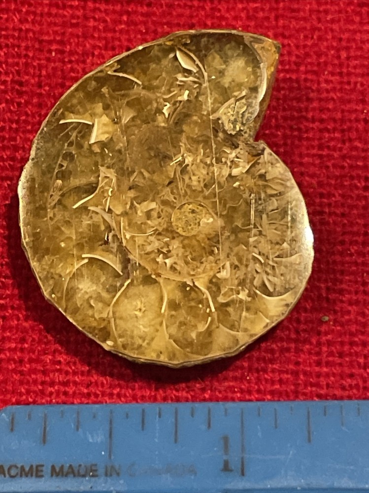 prehistoric Sea animals, Fossilized