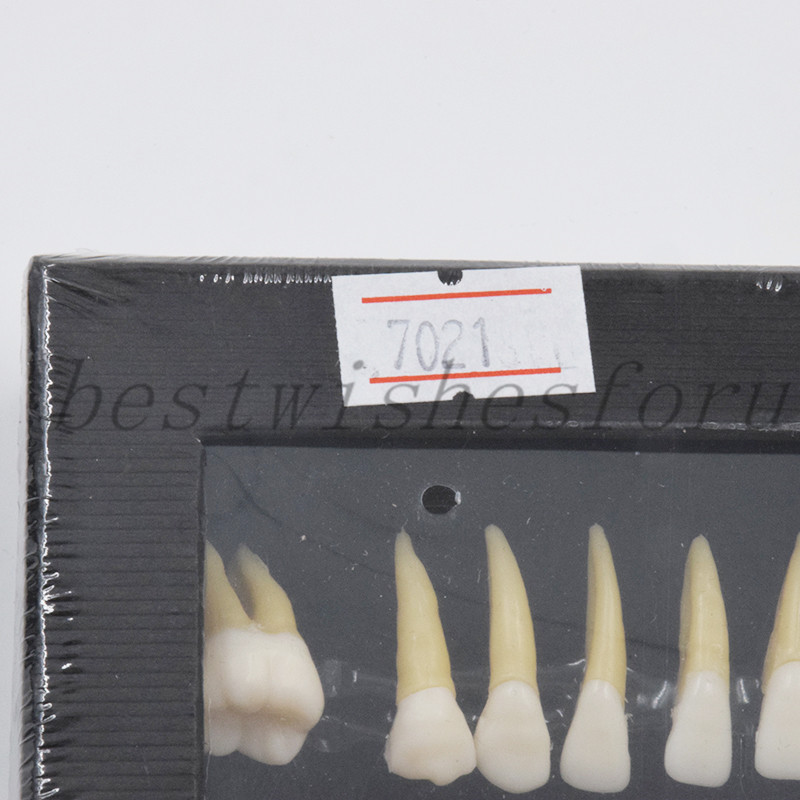Dental 1:1 Permanent Teeth Demonstration Teach Study Model Tooth 7008