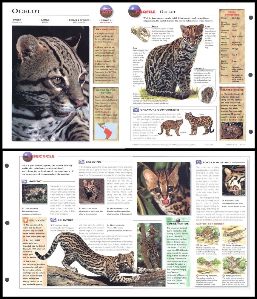 Fold-Out Sheet - Ocelot - 207