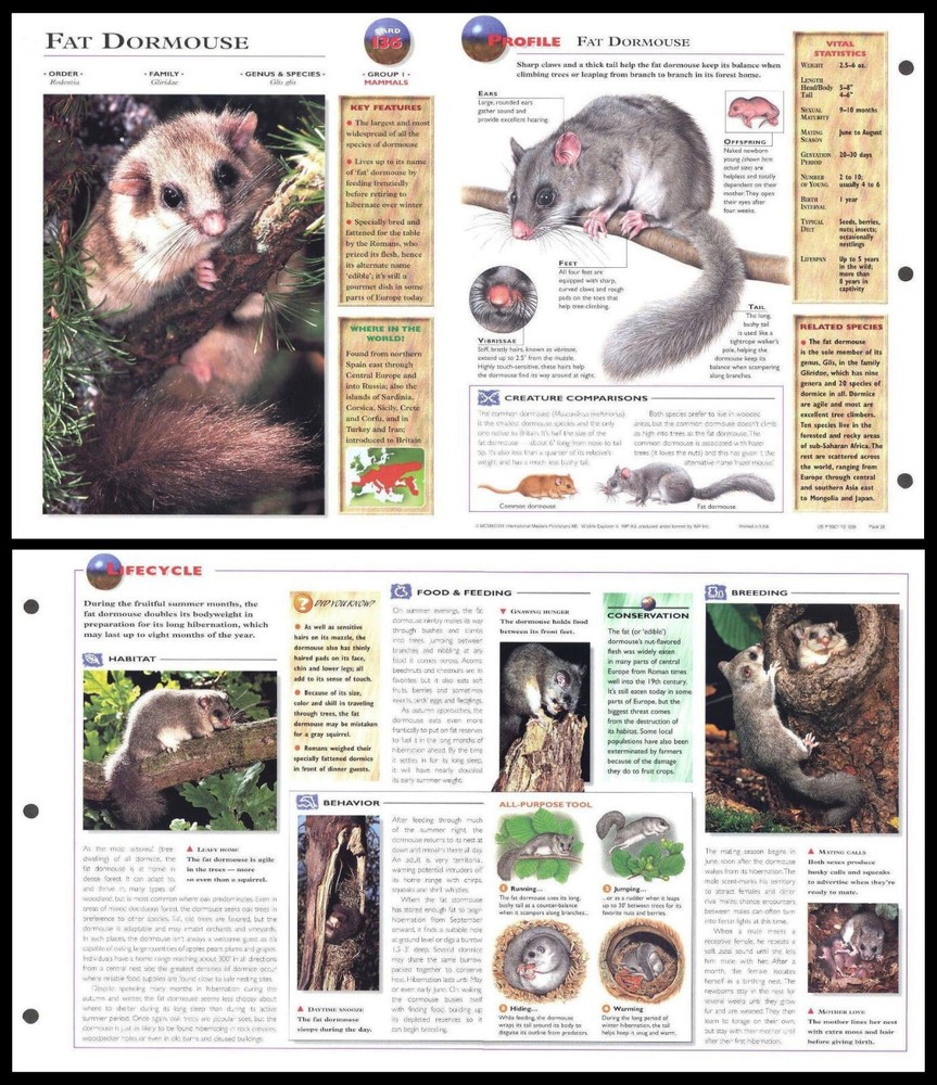 Fold-Out Sheet - Fat Dormouse - 136