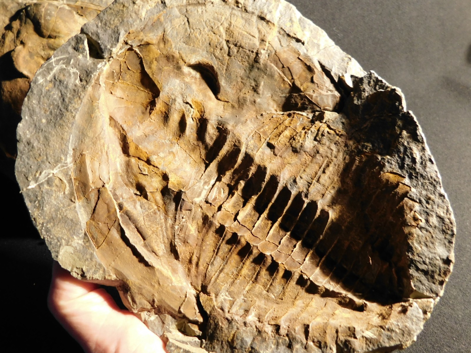 HUGE! 530 Million Year OLD! Andalusiana Trilobite Fossil Anif Morocco 3933gr