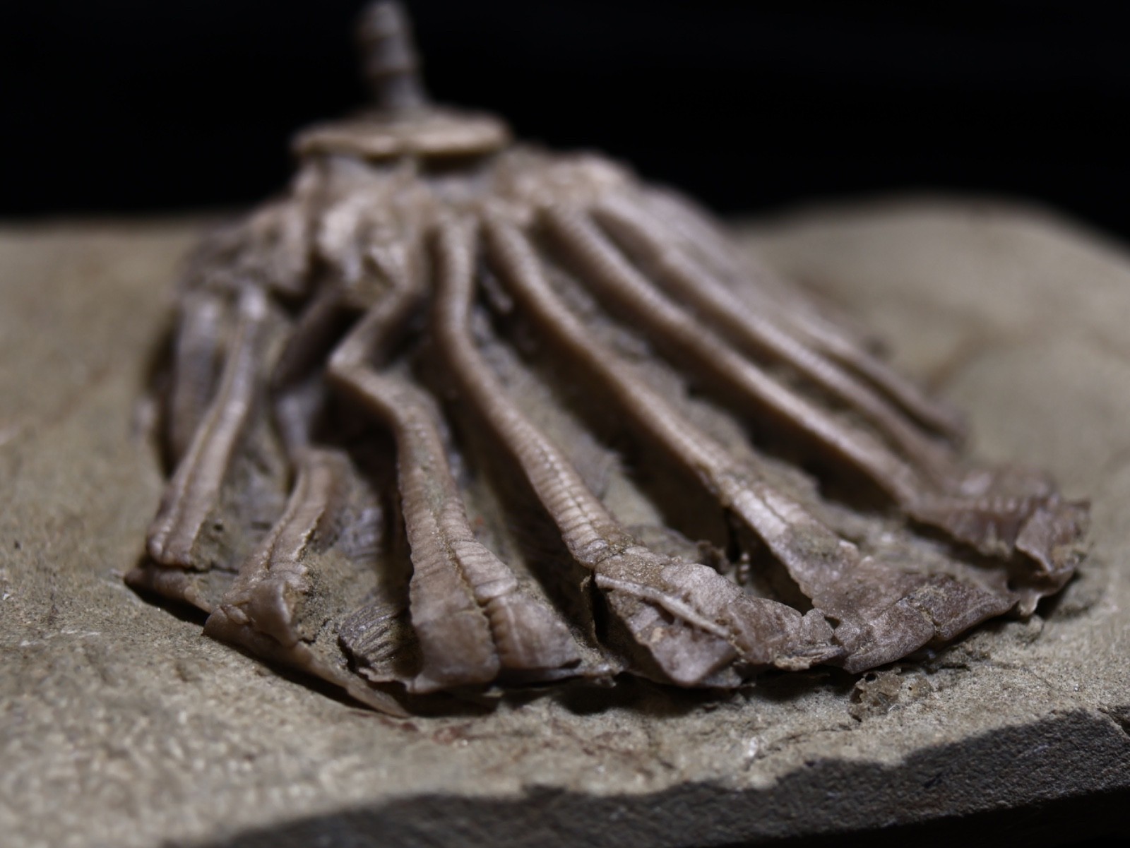Revealing Fossil Crinoid, Crawfordsville, Indiana