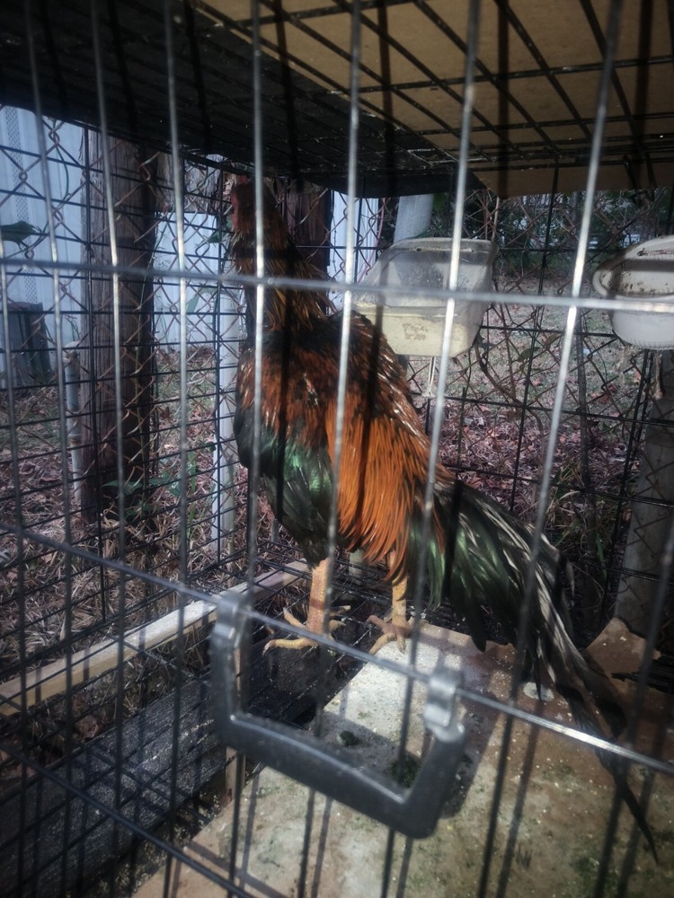 Nice Looking Rooster