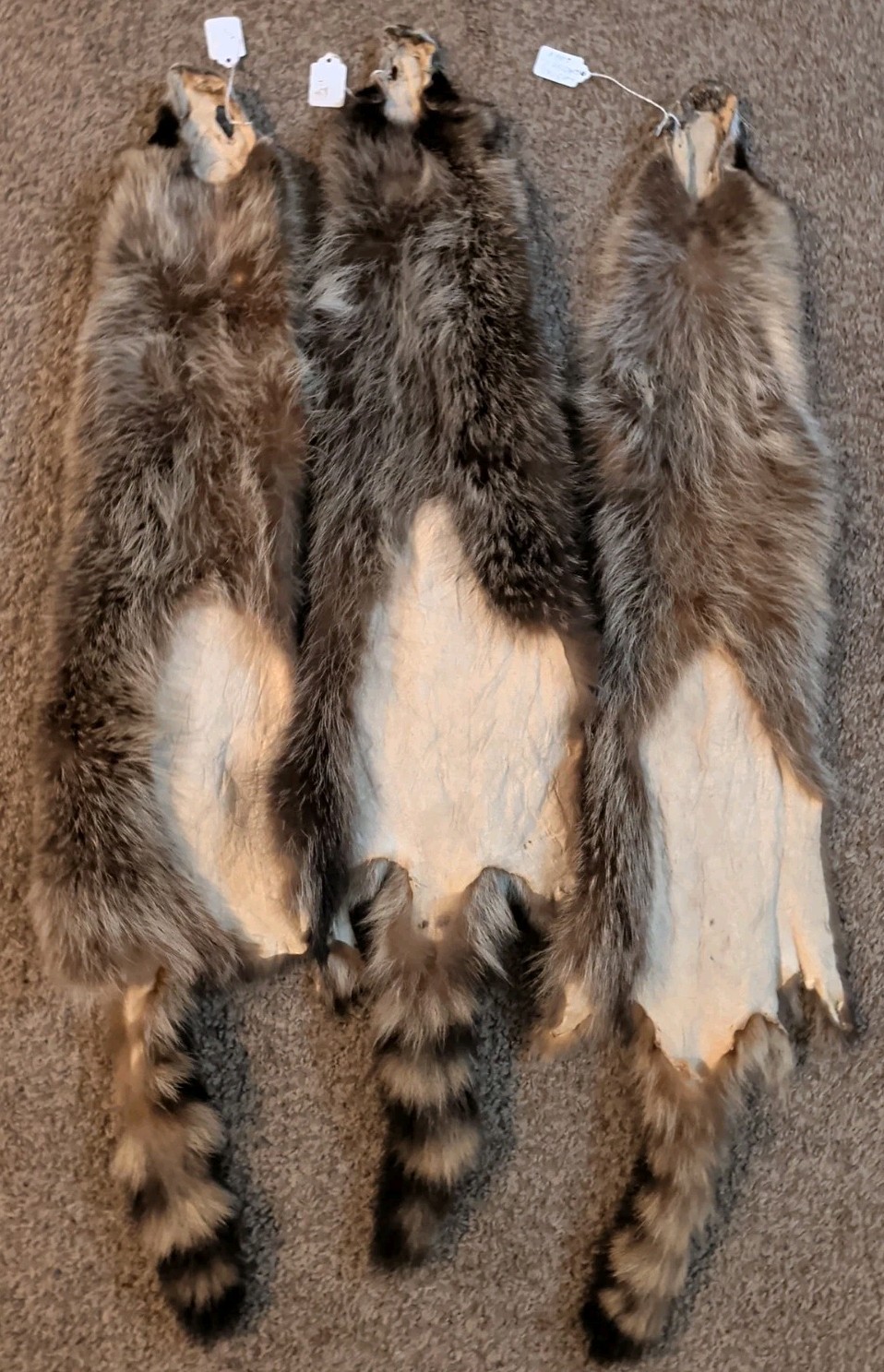 Newly Tanned Wild Large Racoon pelts~Country Fur Cabin Craft Fur~NICE! Soft!!