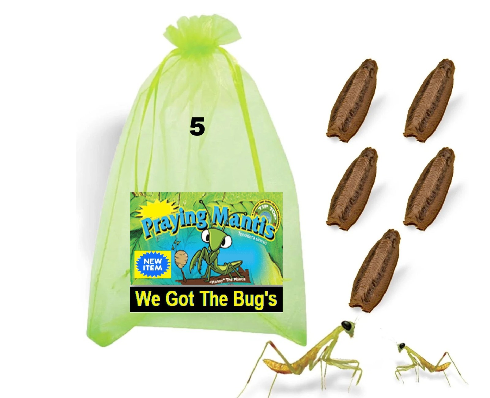 5 Freshly Harvested Carolina Praying Mantis Egg Cases Fresh Picked 2026 season.