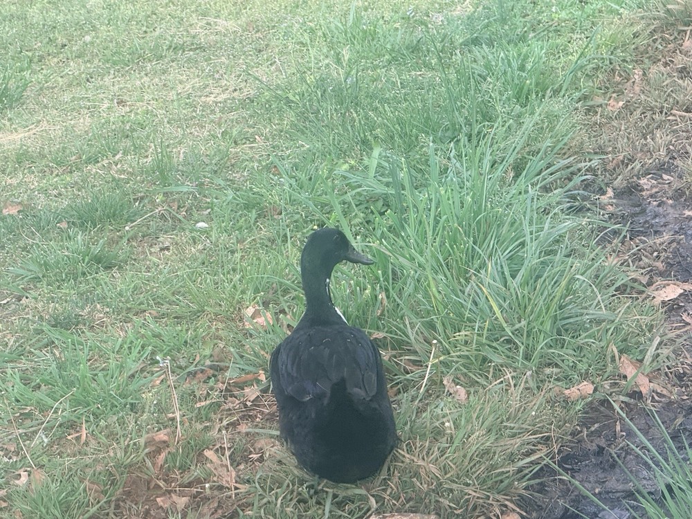 Sliver/black/blue Swedish 12 Hatching Eggs.