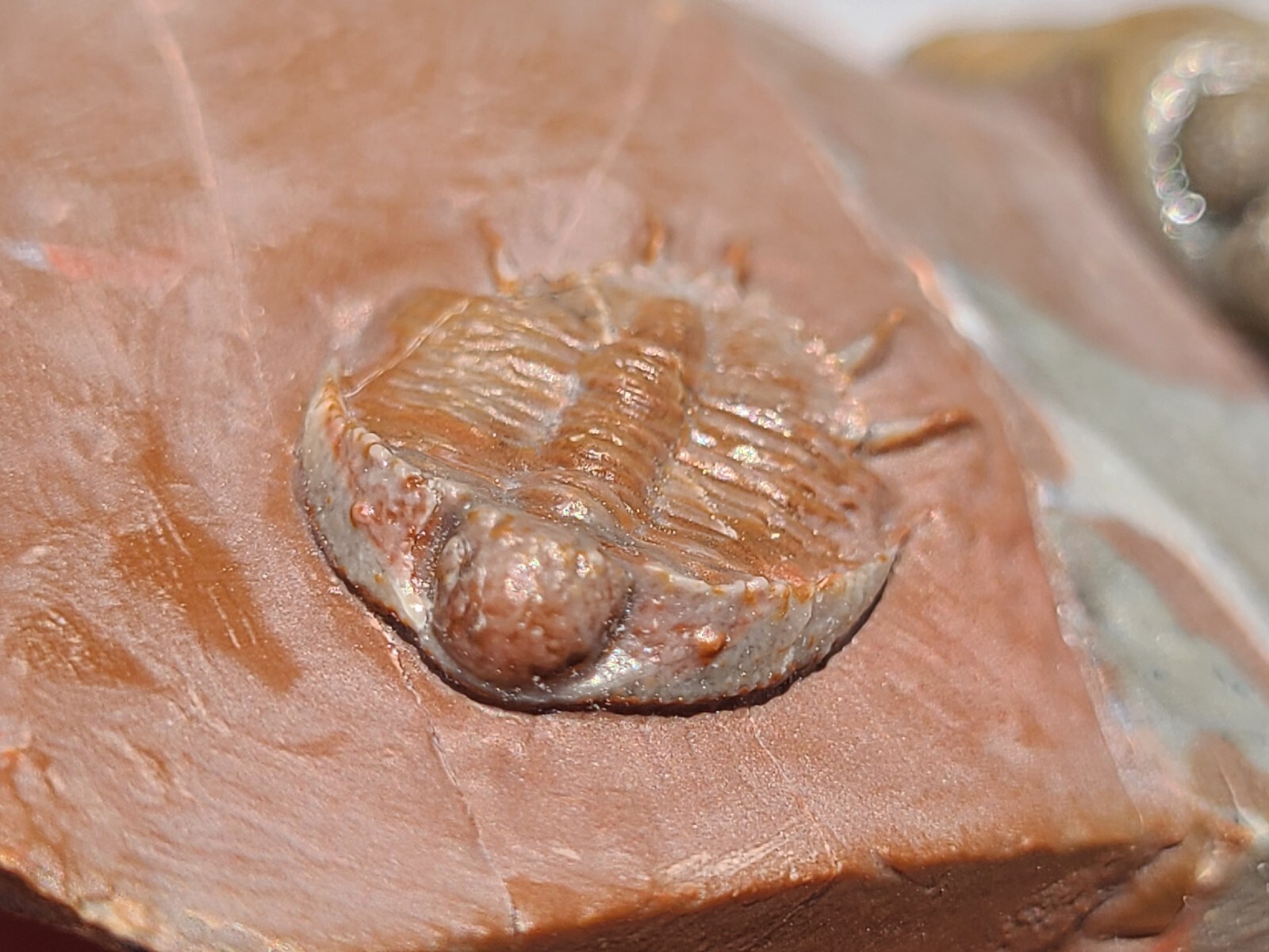 Top prep Basseiarges and Austerops fossil Devonian from Jorf beautiful color