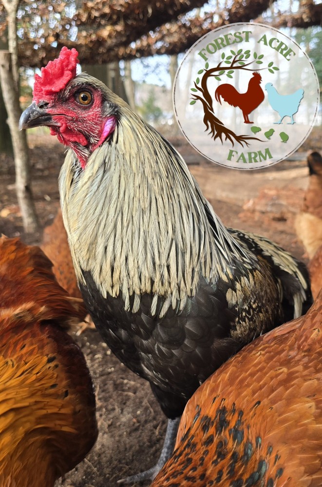 ARAUCANA HATCHING EGGS - 10+ Standard size - Multi Colors