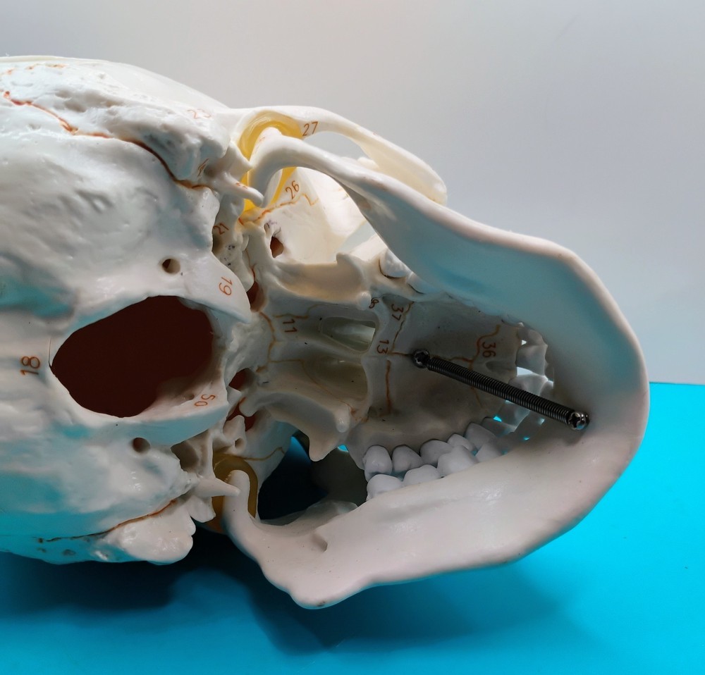 Human Skull Anatomical Model Moveable Jaw Numbered
