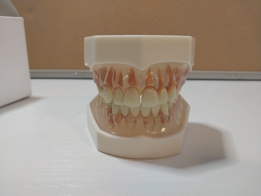 Dental Study Model Acadental