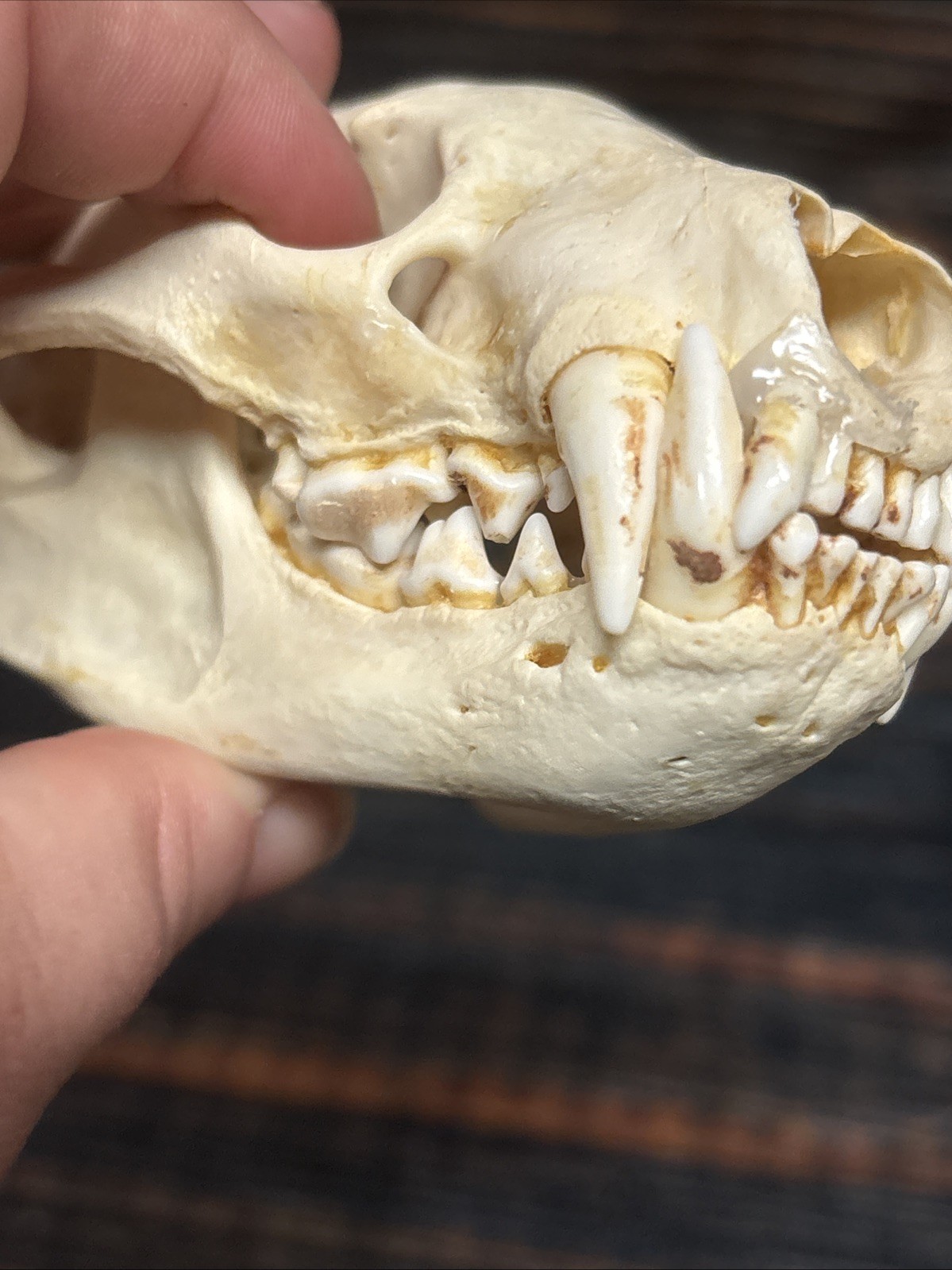 Real XL Badger Skull Unique Gift Halloween Craft Animal Mount Art Model Head Odd