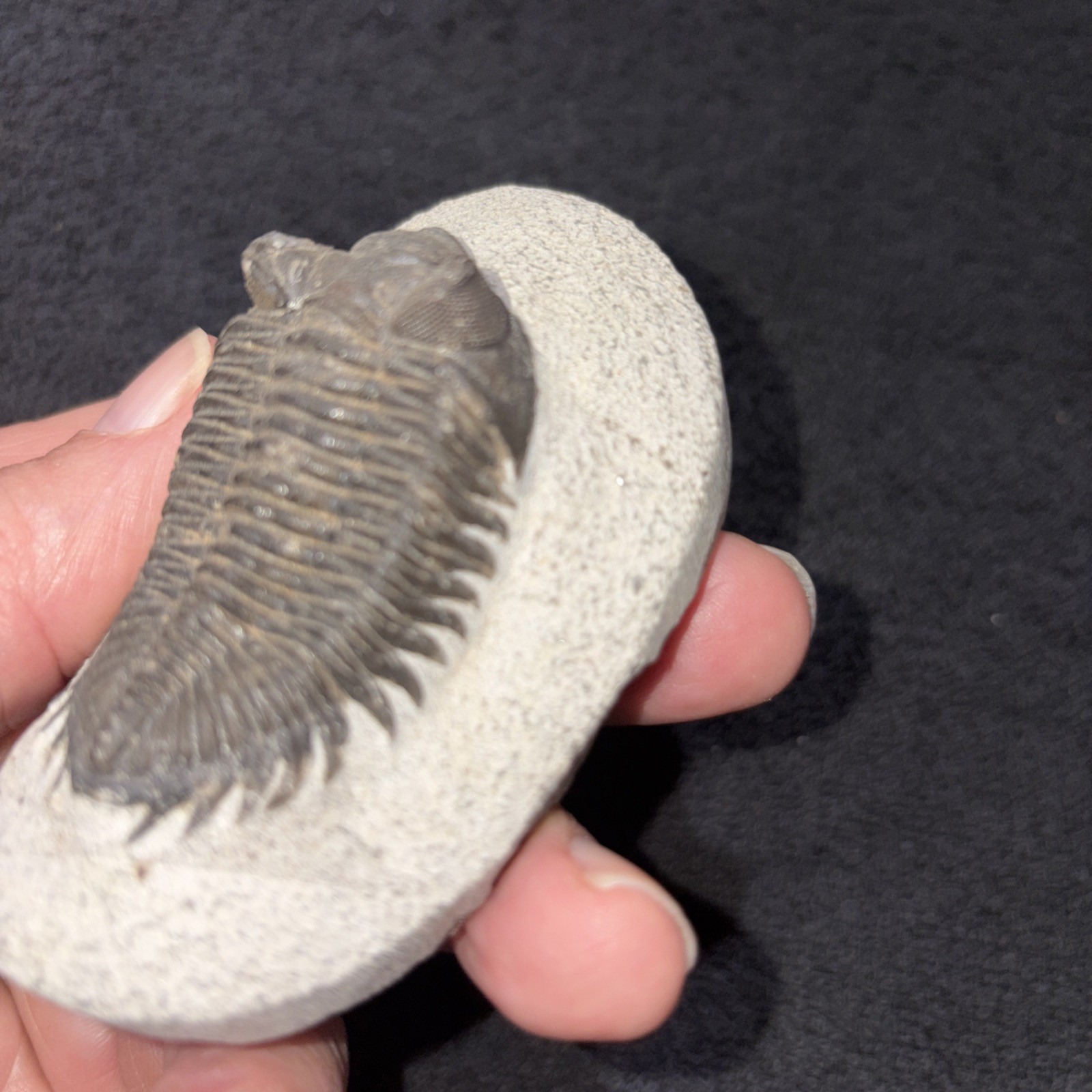 Coltraneia (Trevoropyge)) Trilobite Huge Eyes 2 1/4 Inches Pretty Specimen Devon