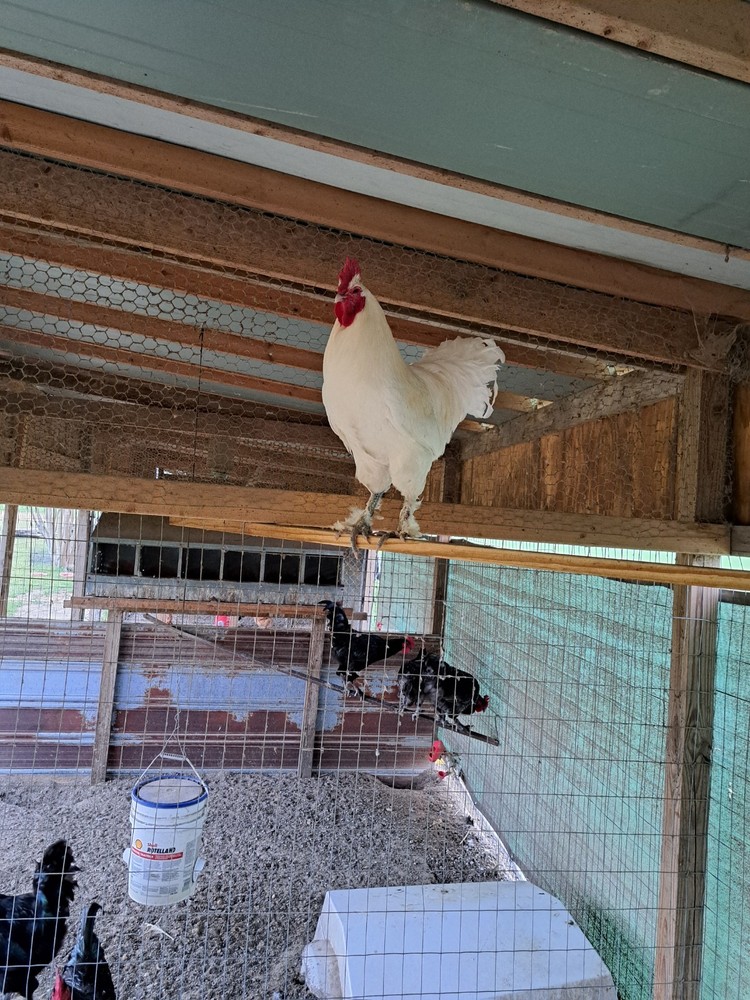 6 Croad Langshan Hatching Eggs (White & Splash)