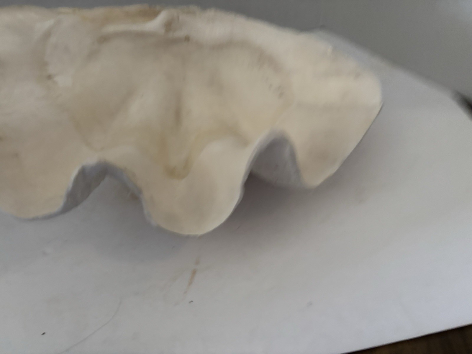 Very Rare 17” Giant Clam Shell Tridacna Gigas 17x 12x 7