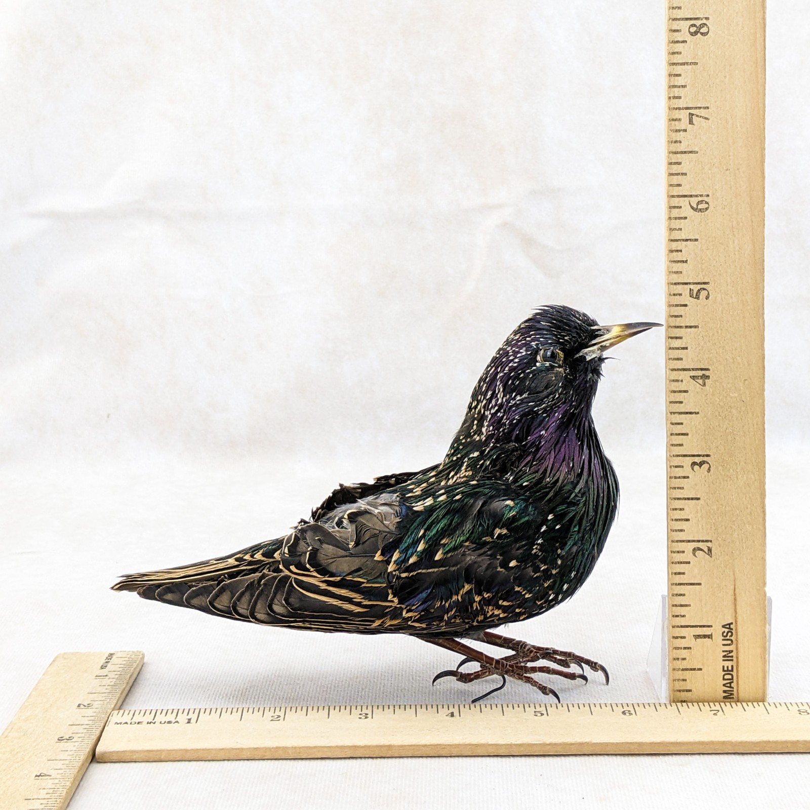 Starling Bird Taxidermy Display specimen Oddity Curiosity Décor collectible gift