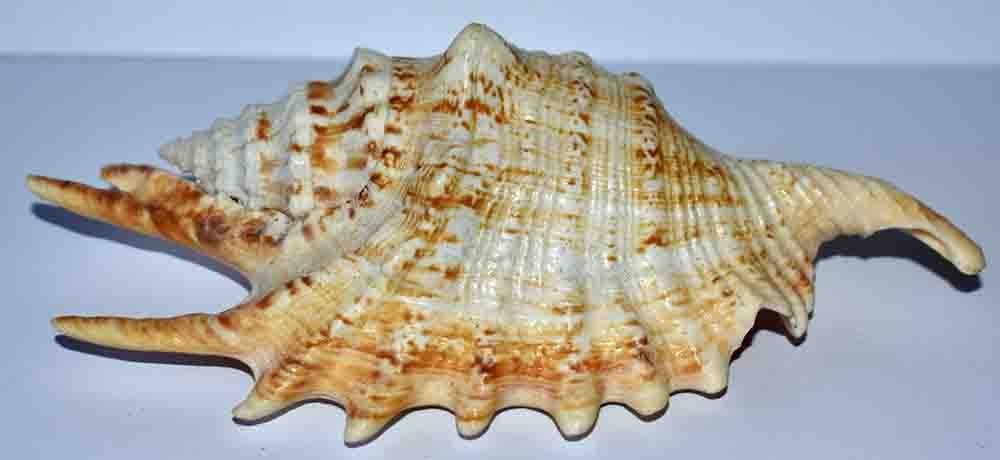 SEA SHELL - SHELLS - TYPED LAMBIS - 140.30mm