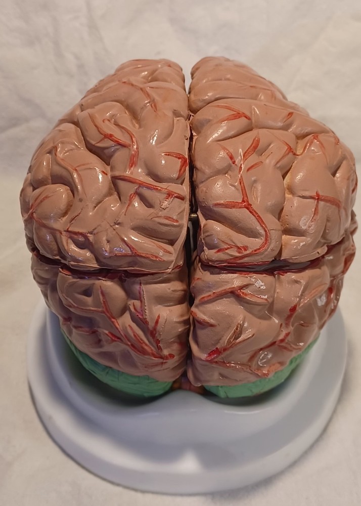 Human Brain Anatomically Sized Model Teaching Study Display Medical Science -Z
