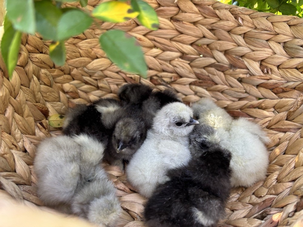 6+ Premium Bearded Silkie Hatching Eggs, Blue, Black, Splash
