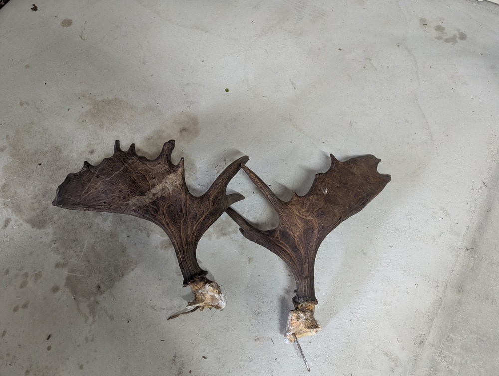 2 Moose Antlers From And Old Mount