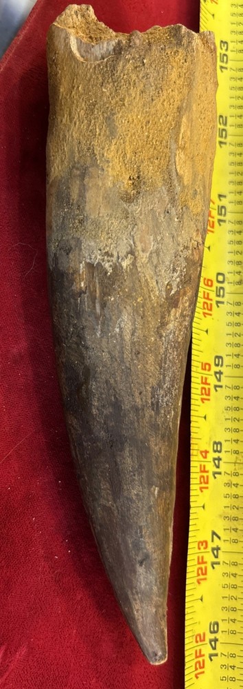 Authentic 6.75” Spinosaurus Tooth Fossil