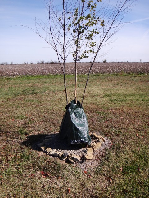 DeWitt Tree Watering Bag - Slow Release Irrigation 8-PACK