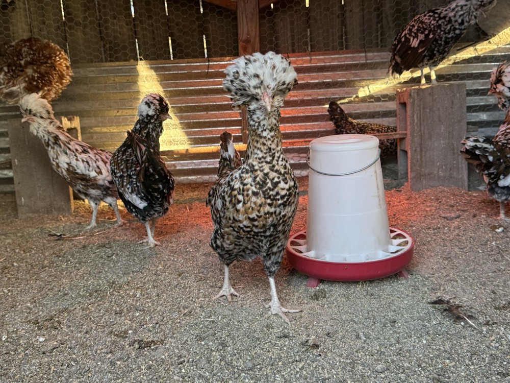 12 +++ Extra Tolbunt Polish Hatching Eggs