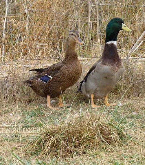 6 Rouen Duck Hatching Eggs- Purebred-Guaranteed Fertile!