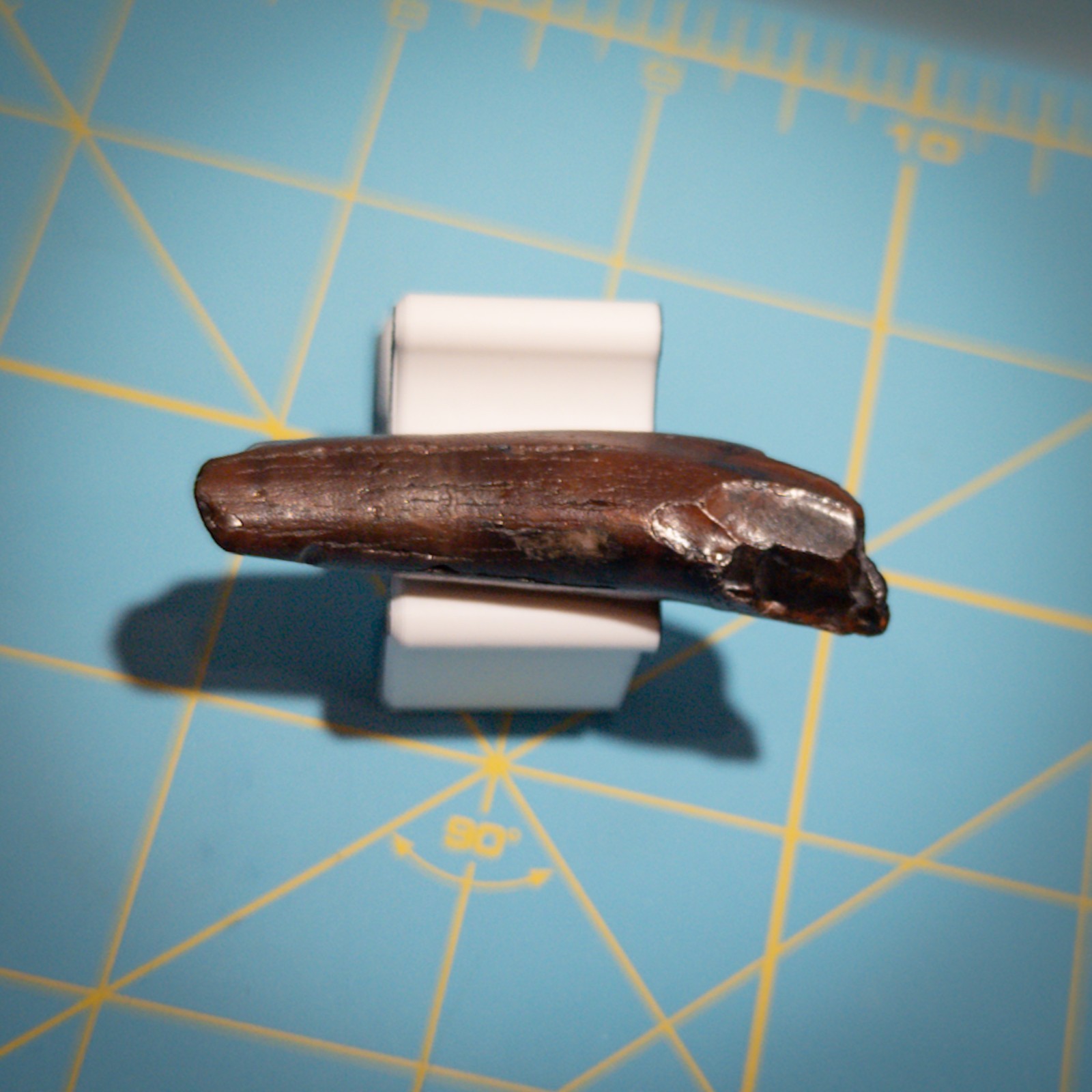 Ankylorhiza Tiedemani Fossil Tooth 2-in Giant Speartoothed Dolphin (Oligocene)