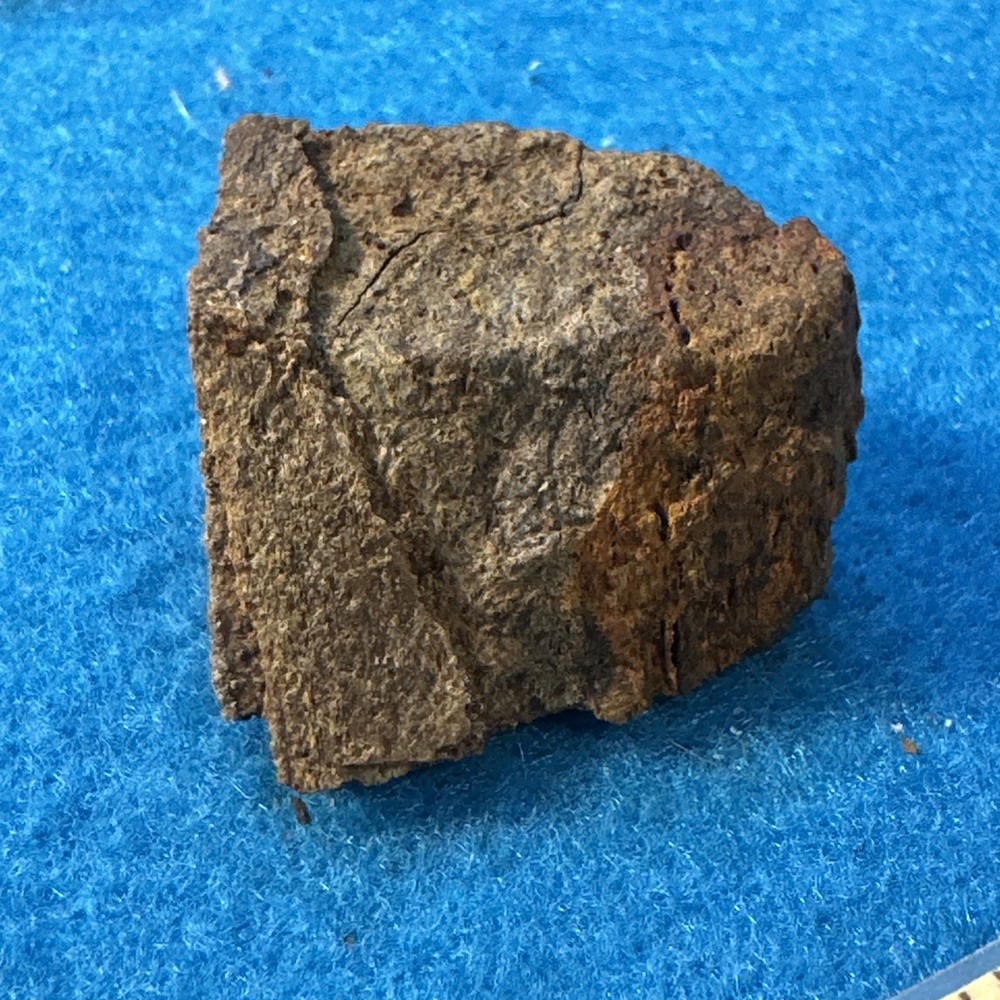 Achelousaurus Extinct Ceratops Dinosaur Bone Fossil in Display Case