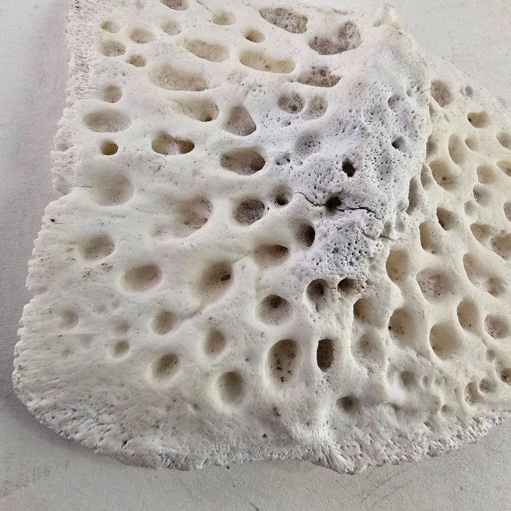 Gator Alligator Back Scute bone bones Bony scutes croc weird Osteoderms white