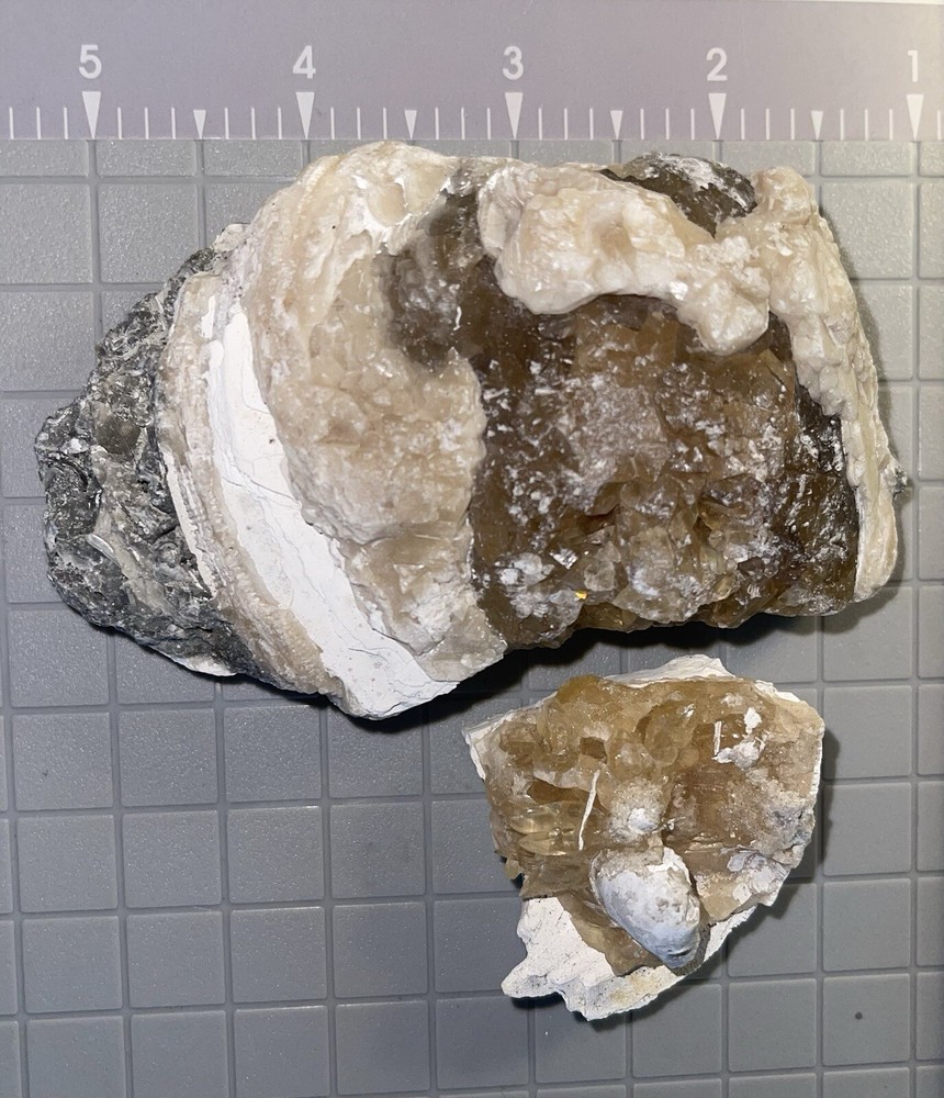 Calcite Clams, Central Florida