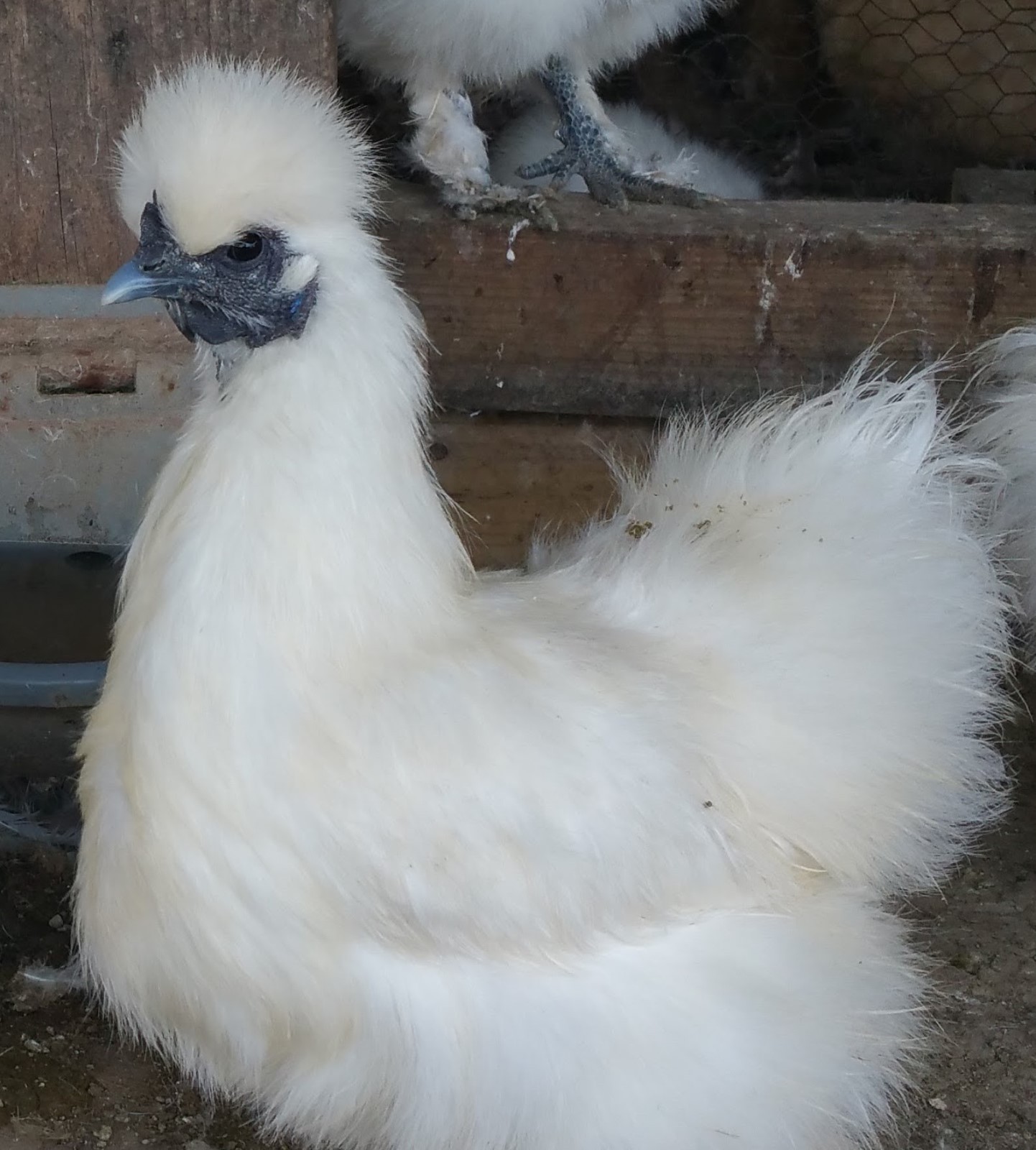 6 PURE WHITE SILKIE FERTILE HATCHING CHICKEN EGGS - Free UPS Ground