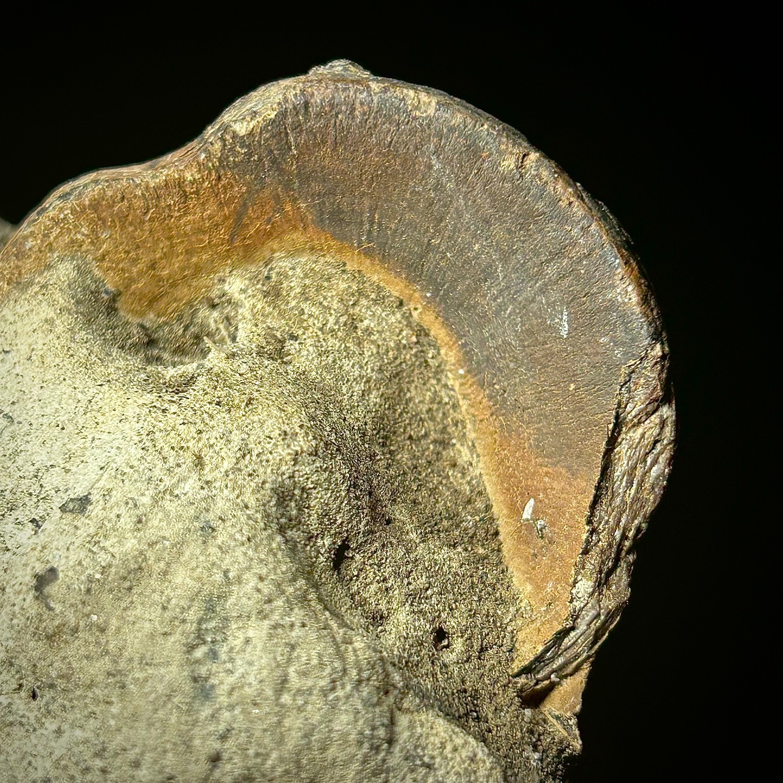 Fossilized Tuna Vertebra (Thunnus sp.) 2.24 x 1.60" Bony Fish Fossil Oligocene