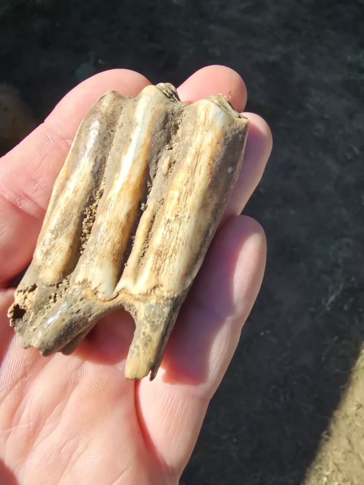Fossil Bison Teeth Lot