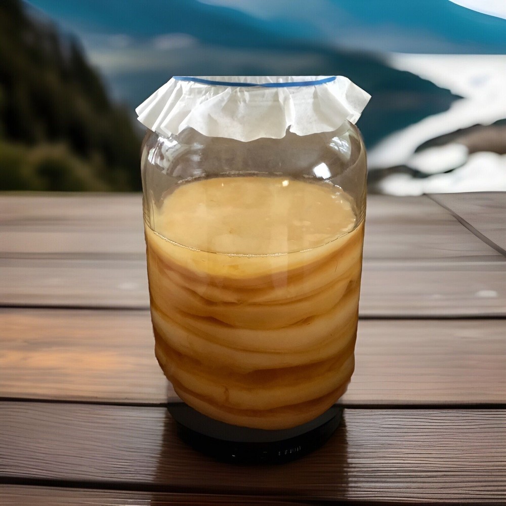 Large KOMBUCHA SCOBY And 2 CUPS Strong starter tea (Makes 1 Gallon Batch)