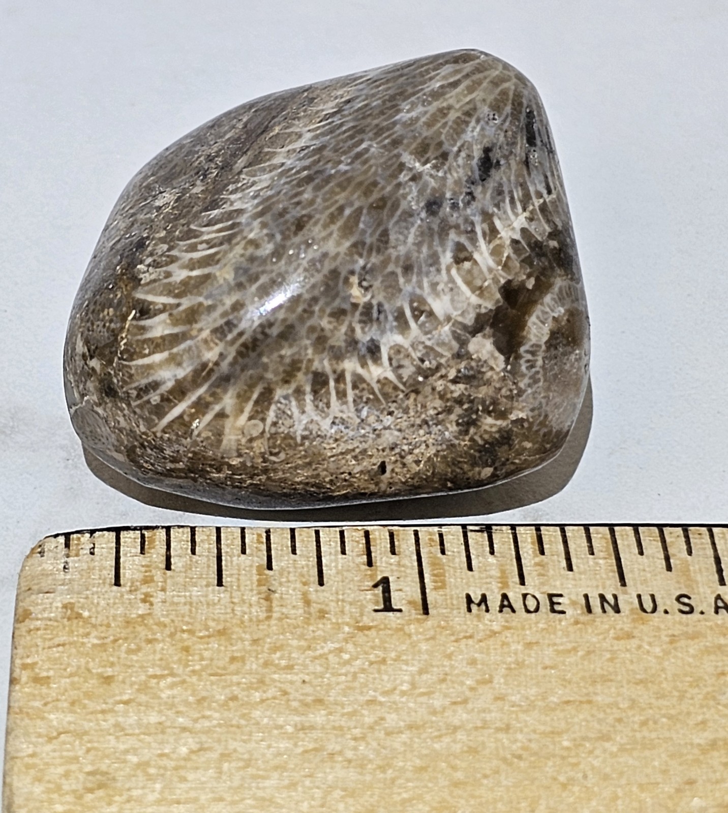 Michigan Horn Coral Agatized 1.5" 1.3 Oz. Fast Shipping Very Unique