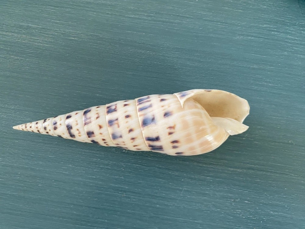 Terebra maculata (Marlinspike) 6” Long Specimen