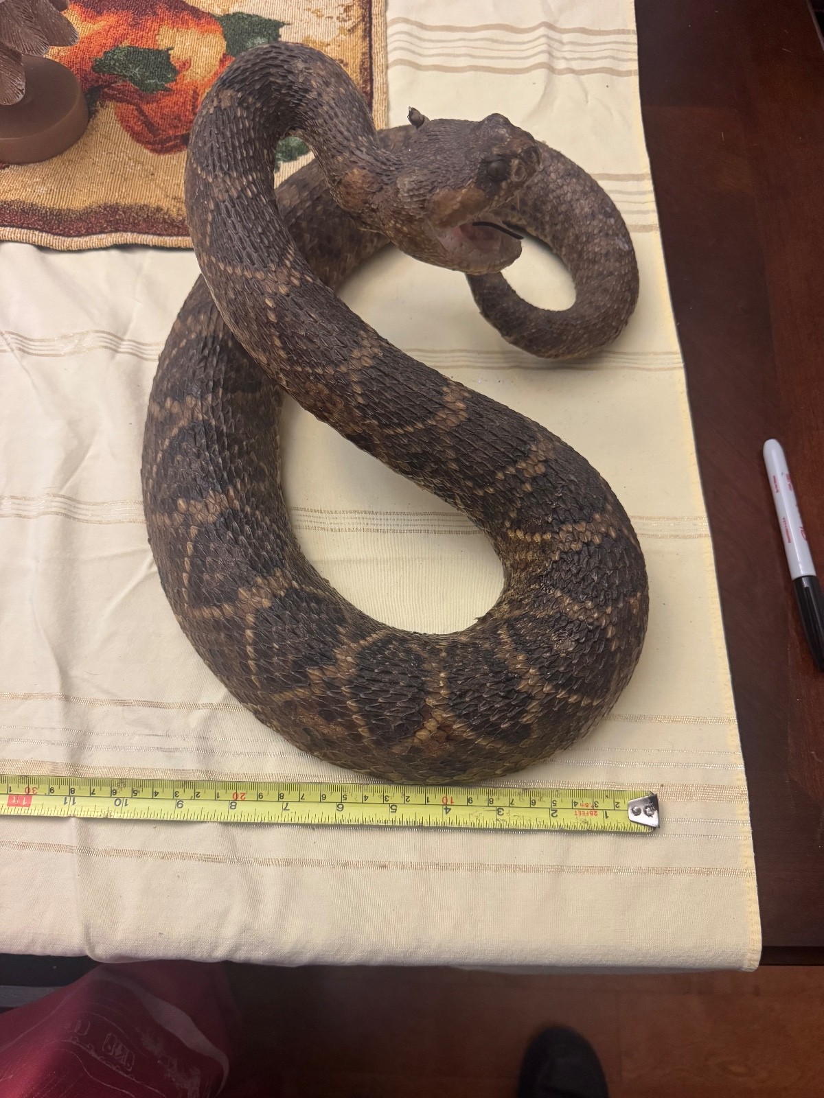 Vintage 53” eastern diamondback rattlesnake taxidermy mount Crotalus adamanteus